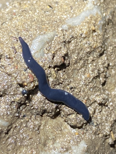 Donkere landplatworm, Alabama, US, photo 7 of 10