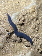 Microplana terrestris