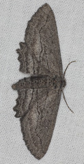 Aethaloida packardaria