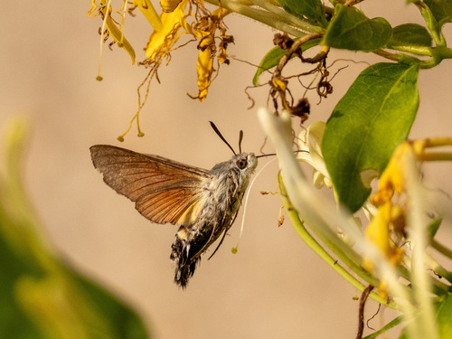 Eurasian Hummingbird Hawkmoth