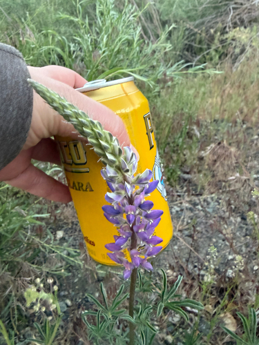 iNaturalist observation photo of lupines