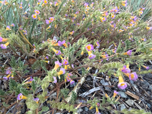 iNaturalist observation photo of two-colored phacelia