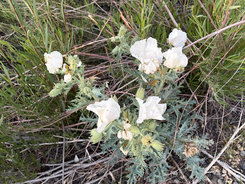 iNaturalist observation photo of prickly poppies