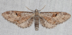 Eupithecia nevadata
