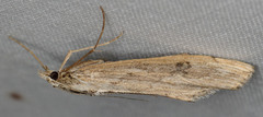 Evergestis angustalis