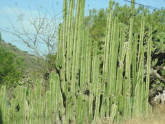 Lophocereus marginatus