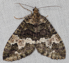 Hydriomena albifasciata