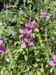 Syncolostemon bracteosus
