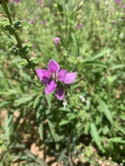 Syncolostemon bracteosus