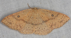 Cyclophora dataria