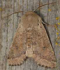 Orthosia pacifica