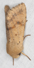 Orthosia pacifica