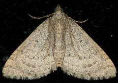 Perizoma custodiata