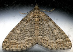 Perizoma custodiata