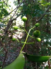 Coptosperma