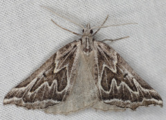 Plataea californiaria
