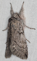 Pleromelloida conserta