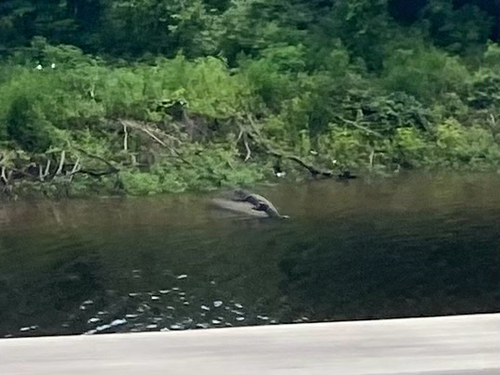 American Alligator