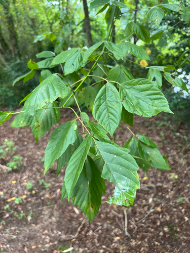 box elder