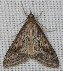 Pyrausta napaealis