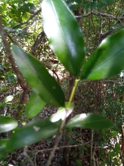 Coptosperma