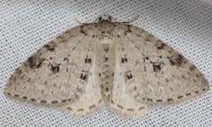 Venusia duodecemlineata