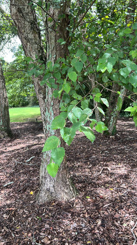 river birch