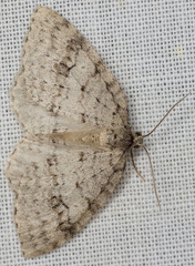 Venusia duodecemlineata