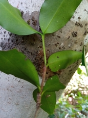 Coptosperma