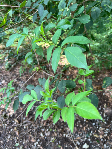 American black elderberry
