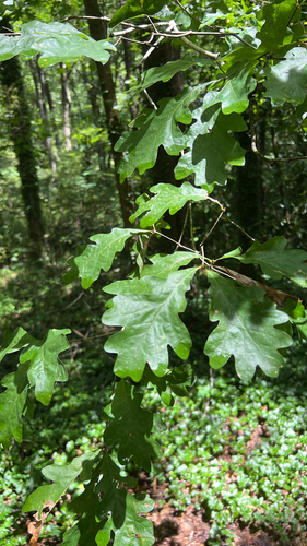 White Oak