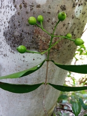 Coptosperma