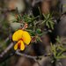 Pultenaea juniperina - Photo (c) Natalie Tapson, algunos derechos reservados (CC BY-NC-SA)