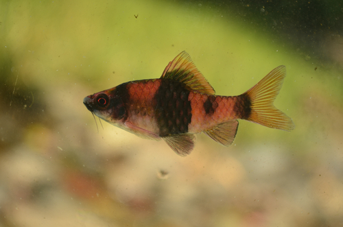 Meloenbarbeel (Haludaria fasciata) — Cyprinidae