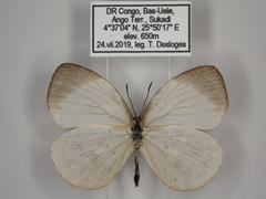 Larinopoda tera