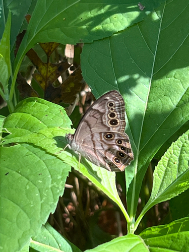 Northern Pearly-eye