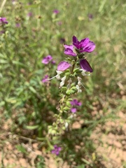 Syncolostemon bracteosus