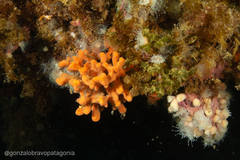 Clathria