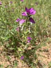 Syncolostemon bracteosus