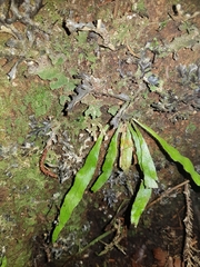 Notogrammitis pseudociliata