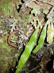 Notogrammitis pseudociliata