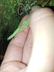 Notogrammitis pseudociliata