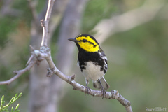 Setophaga chrysoparia