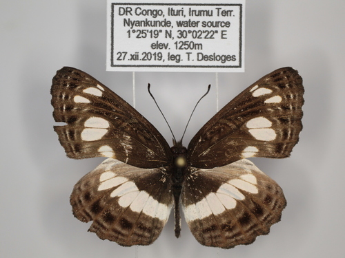 African Spotted Sailer