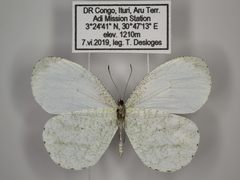 Leptosia alcesta pseudonuptilla