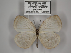 Larinopoda tera