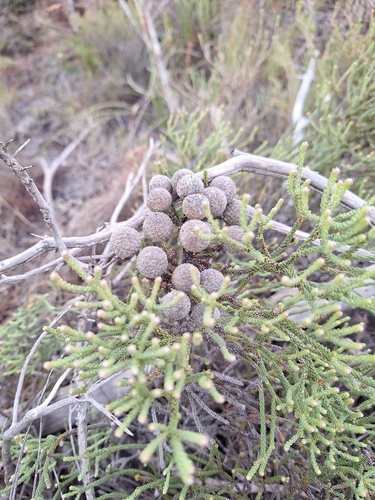 Brunia neglecta (Brunia neglecta)