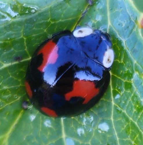 Asian Lady Beetle