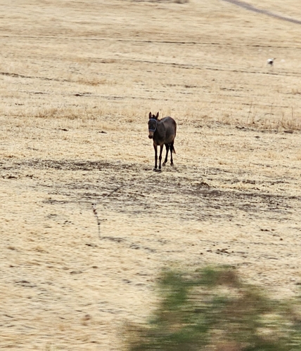 Mule
