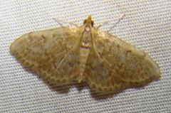Anania quebecensis